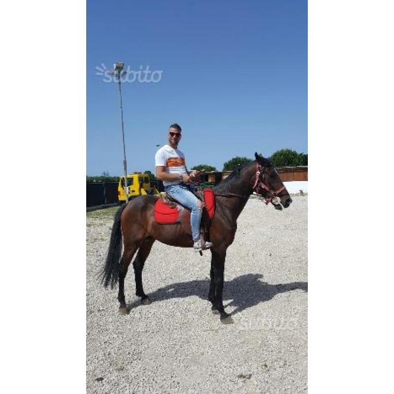 Cavallo trottatore