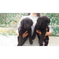 Cuccioli labrador nero con pedigree