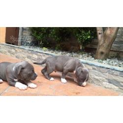 Amstaff Blue line