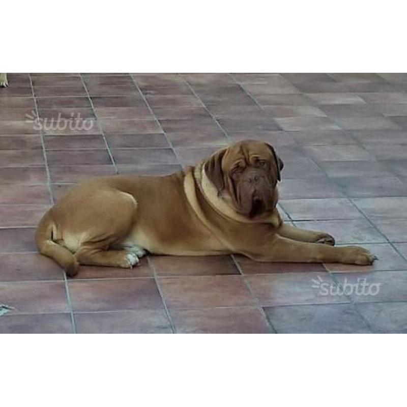 Dogue de bordeaux maschio per M O N T E