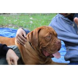 Dogue de bordeaux maschio per M O N T E