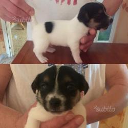 Jack Russell Terrier