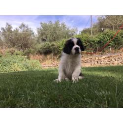 Cuccioli di San Bernardo