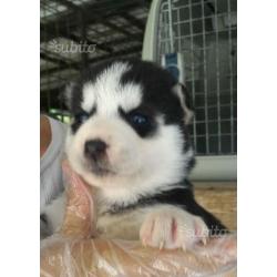 Cuccioli di siberian husky