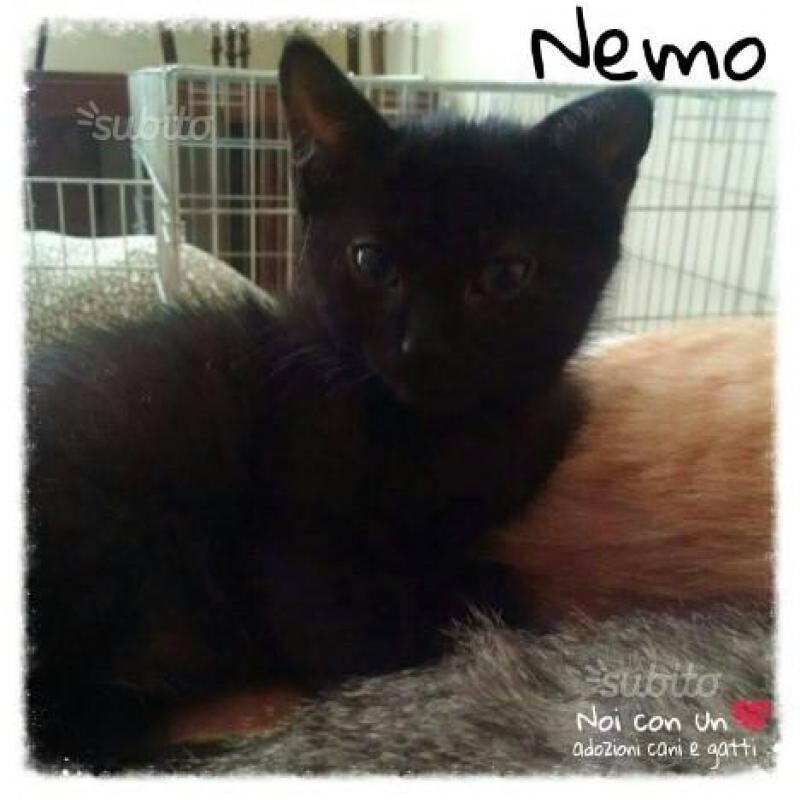 Nemo dolce gattino nero