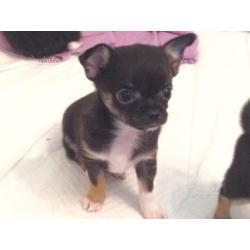 Cuccioli chihuahua