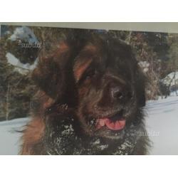 Cuccioli Leonberger alta genealogia