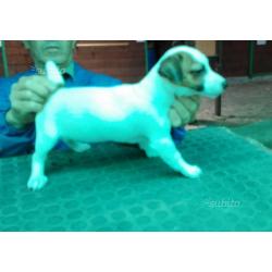 Jack Russell terrier