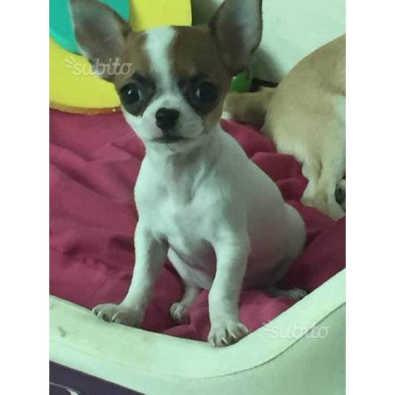 Pablo chihuahua