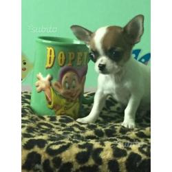 Pablo chihuahua