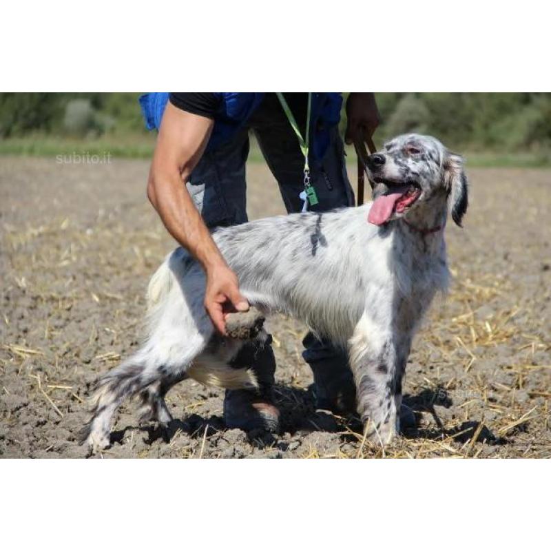 TARO setter inglese di 8 anni