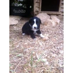 Cuccioli border collie