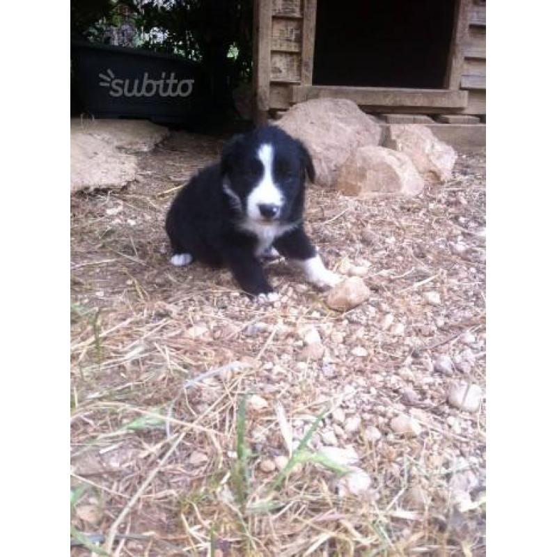 Cuccioli border collie