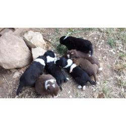 Cuccioli border collie