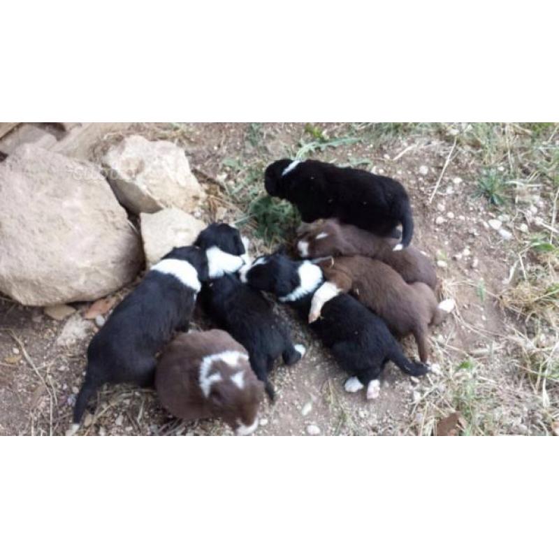 Cuccioli border collie