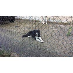 Cuccioli border collie