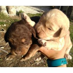 Cuccioli Tartufo