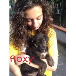 Roxy,circa 2 mesi t/medio/contenuta