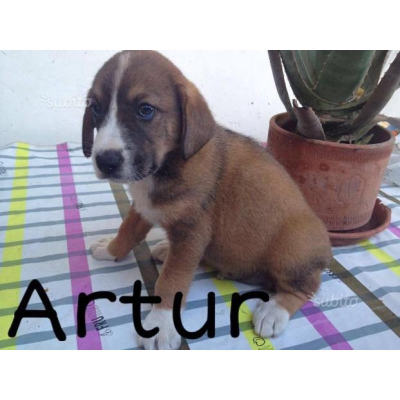 Artur, 2 mesi t/medio/contenuta