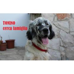 Maschio di Setter Inglese adozione