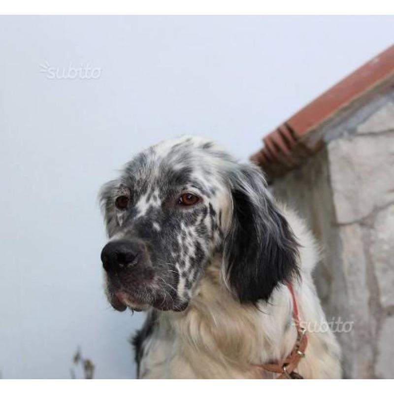 Maschio di Setter Inglese adozione