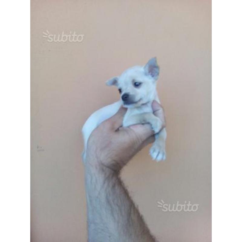 Chihuahua Bianco