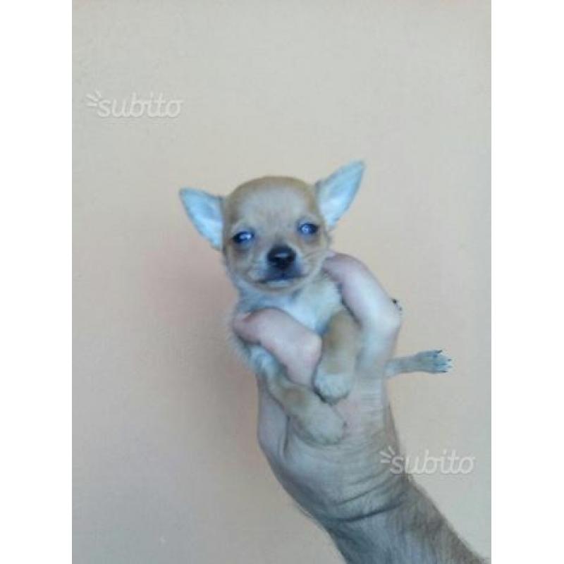 Chihuahua Mini Toy