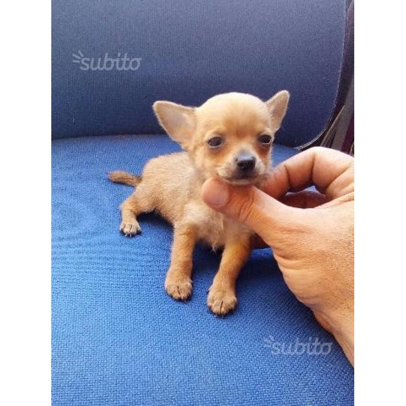 Chihuahua Mini Toy