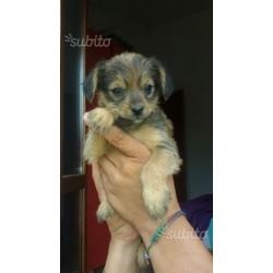 Cuccioli in regalo taglia piccola