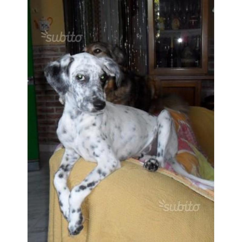 Tenerella cucciola setter circa 6 mesi