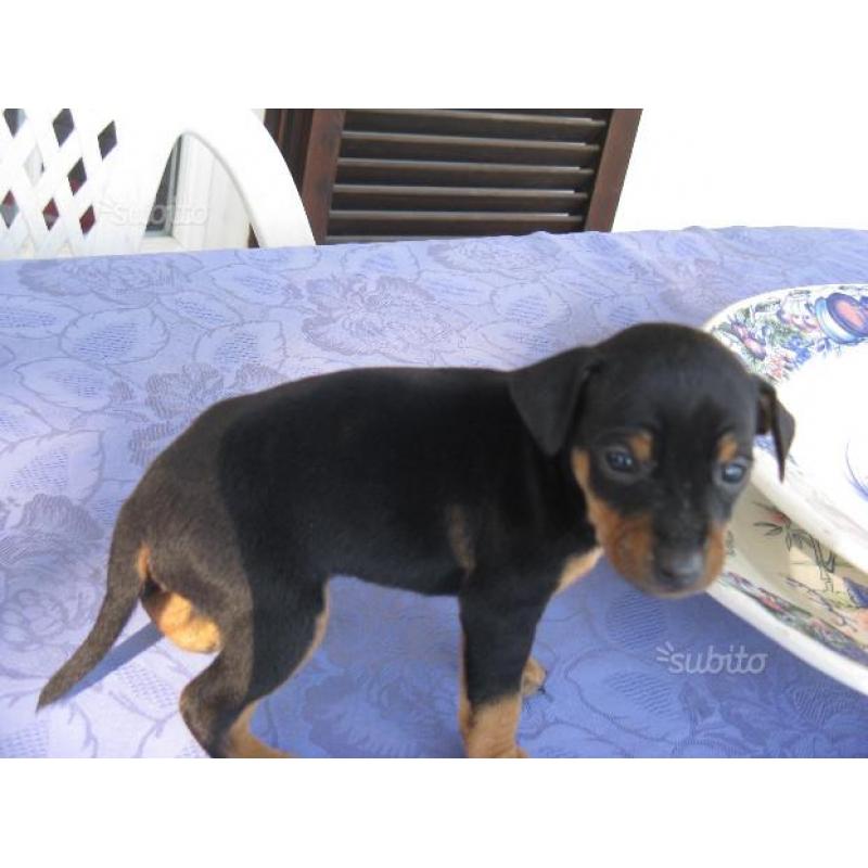 Cuccioli di Pinscher