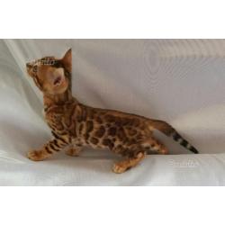 Bengal cuccioli