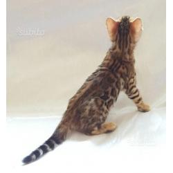 Bengal cuccioli