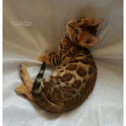 Bengal cuccioli