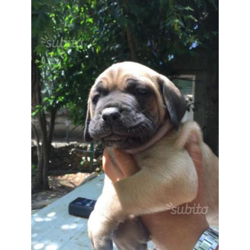 Boss cane corso