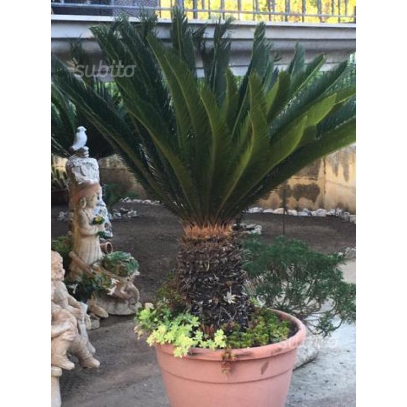 Vendono cycas