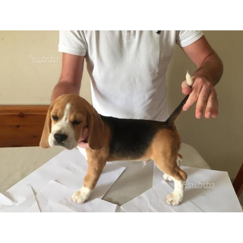 Cuccioli di beagle