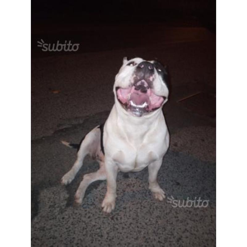 American bully