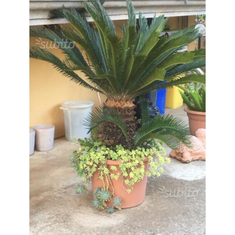 Vendono cycas