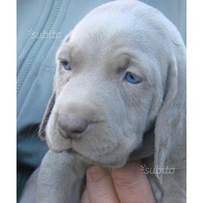 Cuccioli di weimaraner