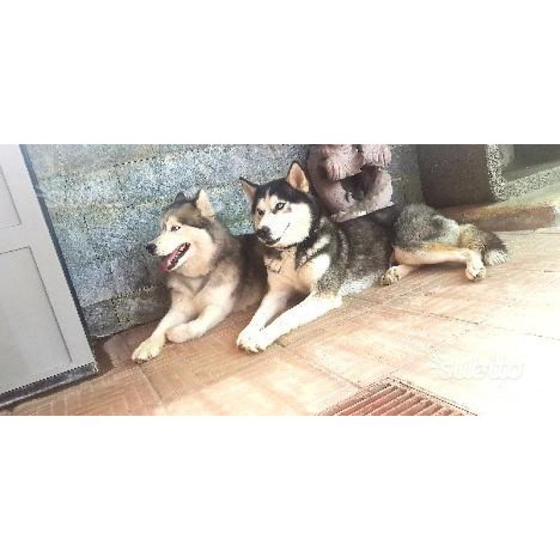 Disponibile ultima cucciola di Siberian Husky