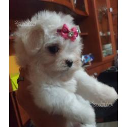 Cuccioli maltese