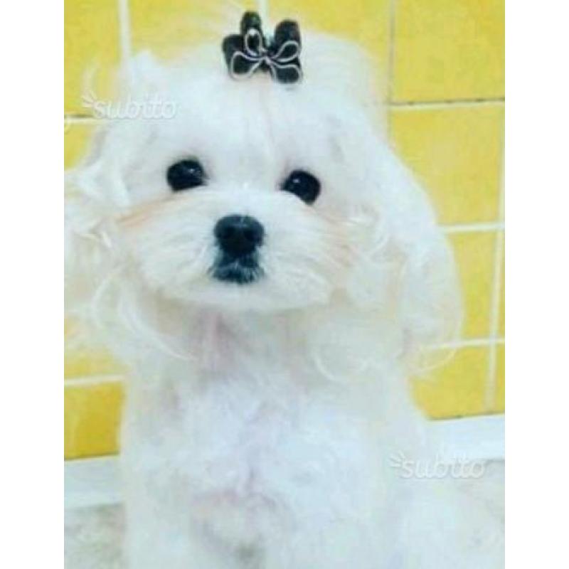 Cuccioli maltese