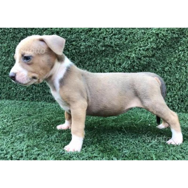 Cuccioli amstaff blue fawn occhi blu