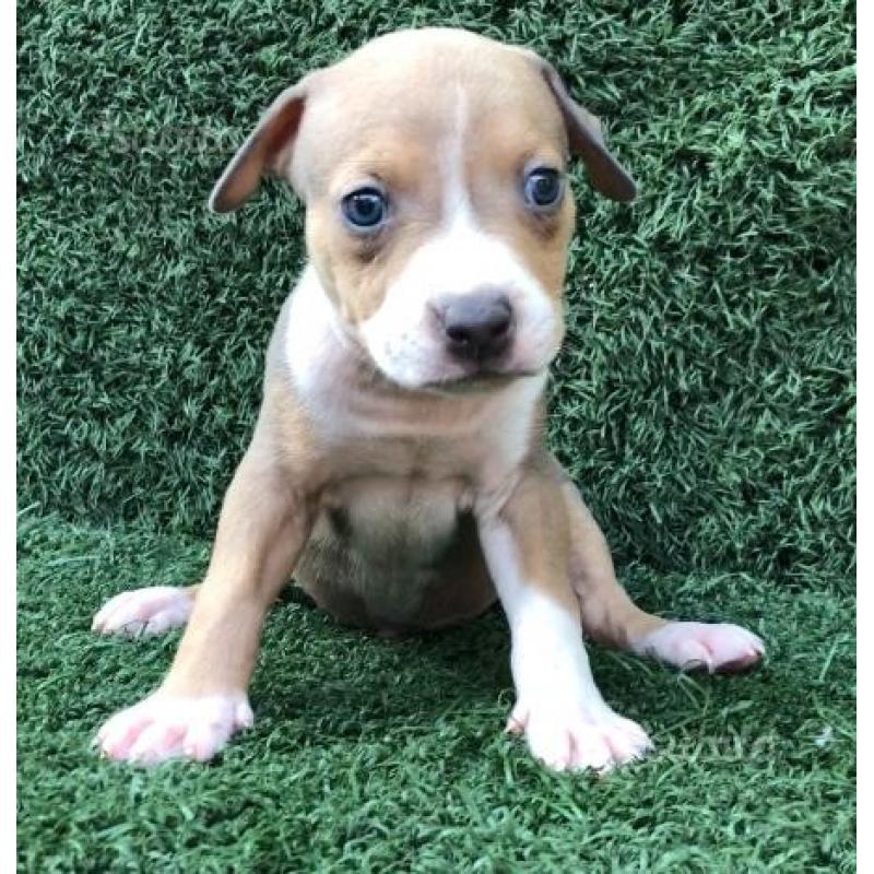 Cuccioli amstaff blue fawn occhi blu