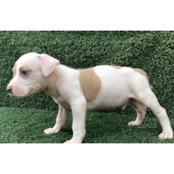 Cuccioli amstaff blue fawn occhi blu