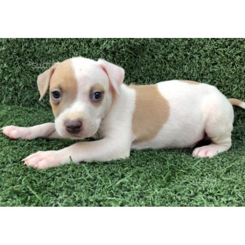 Cuccioli amstaff blue fawn occhi blu