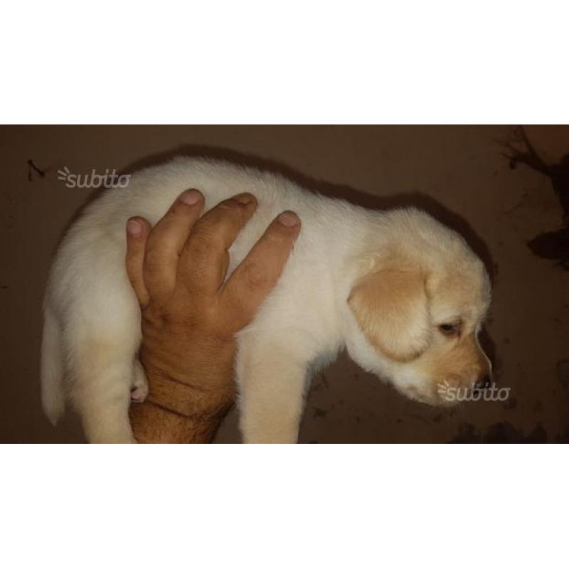 Cuccioli Labrador