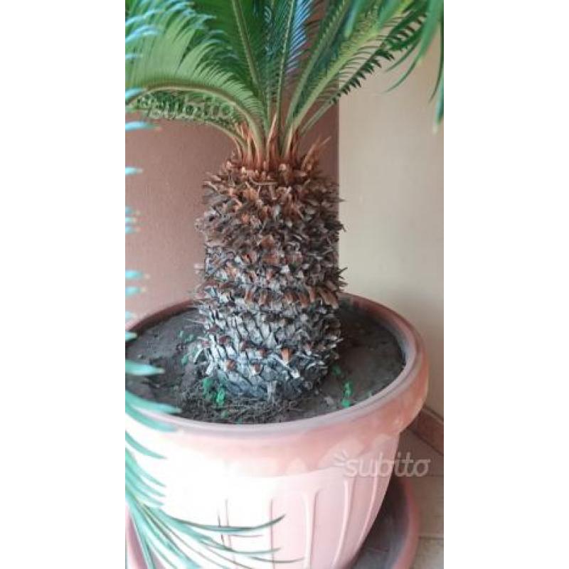 Pianta Cycas