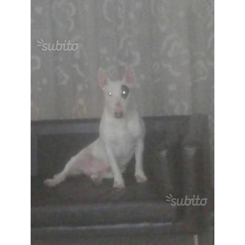 Bull Terrier standard